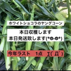 ホワイトショコラのヤングコーン　ラストのサムネイル