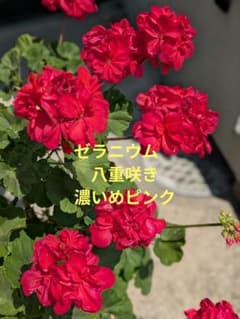 濃いピンクの八重咲きゼラニウム　挿し木苗のサムネイル