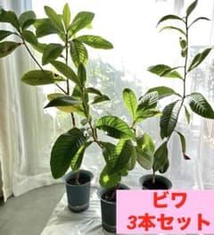 m55817014640_1.jpg?1761198615