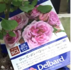 薔薇の挿し木苗　大苗のサムネイル
