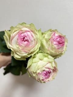 ホワイト 複数色 バラ苗 レア 切花品種 - メルカリ
