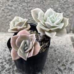 専用　多肉植物　ラブリーローズのサムネイル