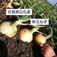 佐賀県白石産　新玉ねぎ　10kgのサムネイル
