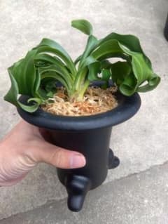 万年青 おもと 獅子 4.5号陶器鉢つき 4株群生❗ ま - メルカリ