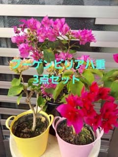 ブーゲンビリア八重 3点セット No82らくらくメルカリ便発送‼️ - メルカリ