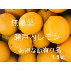 広島県産　蒲刈　無農薬レモンのサムネイル