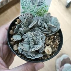 姫宮　多肉植物のサムネイル