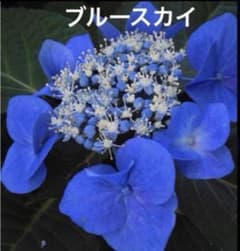 紫陽花苗、額紫陽花スカイブルー苗、アジサイ苗1のサムネイル