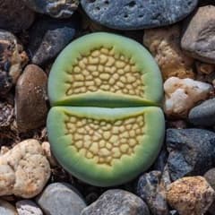 多肉植物リトープスSakkie's Green' S.S.抜き苗1.3cm 1株 - メルカリ