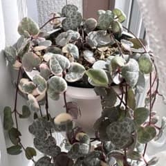 ハートカズラ 錦 斑入り 観葉植物 30cmカット苗5本 - メルカリ