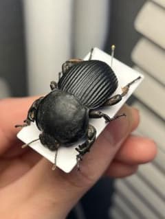 【象虫標本】マッシブなゾウゴミムシダマシ elephas ゾウムシカミキリ 象虫標本】マッシブなゾウゴミムシダマシ elephas ゾウムシカミキリ