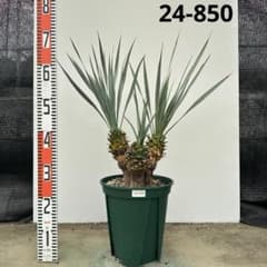 ユッカ ロストラータ【24-850】3頭株 シルバーブルー - メルカリ