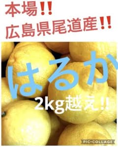히로시마현 오노미치산 하루카 오렌지