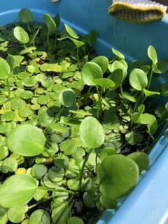 フロッグピット　水草のサムネイル
