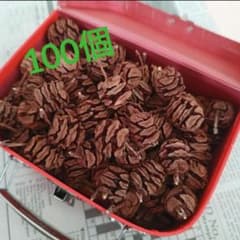 メタセコイアの実100個のサムネイル