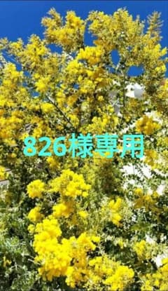826様専用　ミモザ　パールアカシア　生花　80サイズのサムネイル