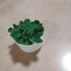 多肉植物 アロマティカスのサムネイル