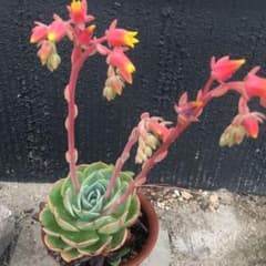 七福神　多肉植物のサムネイル