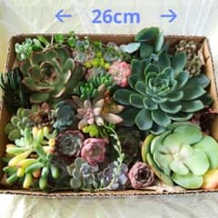たっぷり多肉植物のサムネイル