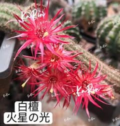 71-火星の光 新品種白檀 花サボテン 群開花 巨大カキコ 開花見込