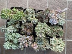 多肉植物　つぶつぶ、他12種セット　ポットごとのサムネイル