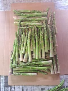 北海道産B品アスパラ　あたまのみ　500㌘のサムネイル