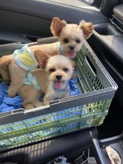 アツシ様専用！！のサムネイル
