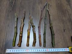 イチジク穂木　9種類　セットのサムネイル