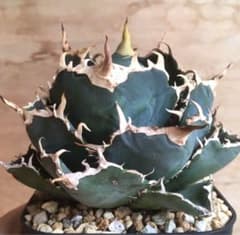 サラマンダーsalamandar子株付き●増殖用●特売●メルカリ便アガベチタノタ アガベ チタノタ 白鯨 子株 鉢のまま発送 最終値下げ価格 美株ラスト株