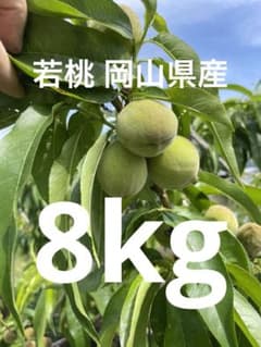 若桃！４〜5センチ位のサイズです！岡山県産！清水白桃！コンポートや甘露煮など！のサムネイル