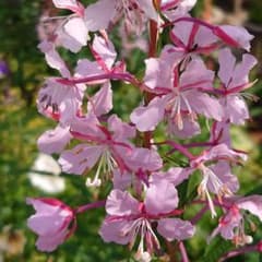 希少ピンク花　宿根草ヤナギラン苗のサムネイル