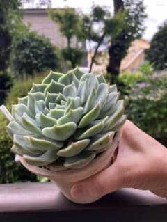 多肉植物クリームローズのサムネイル