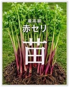 販売再開　山菜のキング！6苗！貴重な赤セリ　2年生苗　今が植えどき！のサムネイル