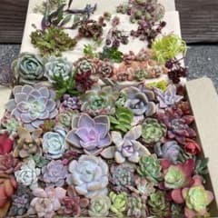 多肉植物40種類以上カット苗韓国苗入り詰め合わせセット ネコポス便にて発送のサムネイル