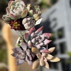 寄せ植え2個セット 7のサムネイル