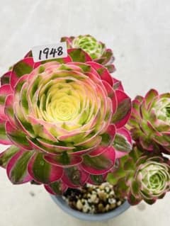アエオニウム　海仙　多頭群生株　＃1948 葉層多い、夏越し強いのサムネイル