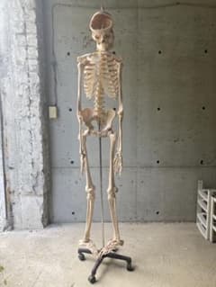 可動式人体模型 約170cm 【着払い】のサムネイル