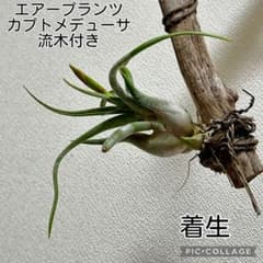 エアープランツ カプトメデューサ 着生 流木付き 花芽出てきました