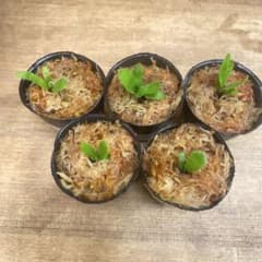 Yellow Moon dwarf Totoroなどビカクシダ胞子培養株5種 - メルカリ