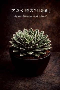 アガベ 笹の雪『氷山』ポスター　塊根植物・多肉植物　コーデックス