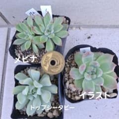72 多肉植物 3苗セット エケベリア 抜き苗 - メルカリ