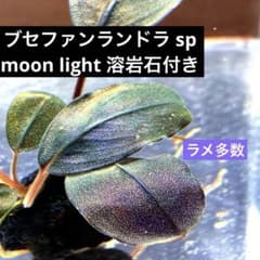 送料無料】ブセファンランドラ sp moon light 水中葉 - メルカリ