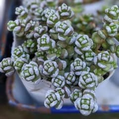 白妙のサムネイル