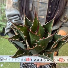 ユ*ダ様 704 アガベ モンタナ”極上 特選 最高峰の血統株 - メルカリ