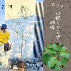 希少。山採りソヨゴ 雌株2.1M(鉢底から) - メルカリ