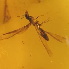 ZB335虫入り琥珀化石 ミャンマー カムティかタナイ産 9900万年前