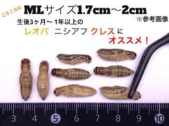 冷凍イエコML200gクロコML200g - メルカリ