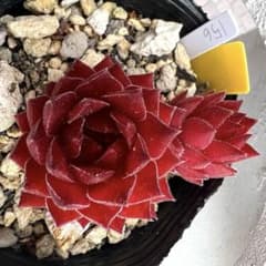 多肉植物　センペルビウム　ボルドチック　No.156【黄】 多肉植物 センペルビウム ボルドチック No.156【黄】 - メルカリ