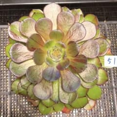 51#多肉植物アエオニウム錦❤️ガ—ネット花顏錦❤️1大頭2小頭18cm拔き苗 51#多肉植物アエオニウム錦❤️ガ—ネット花顏錦❤️1大頭2小頭18cm拔き