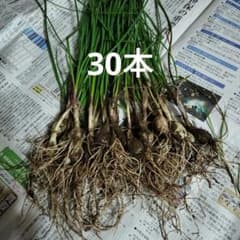 らっきょう苗 30本のサムネイル